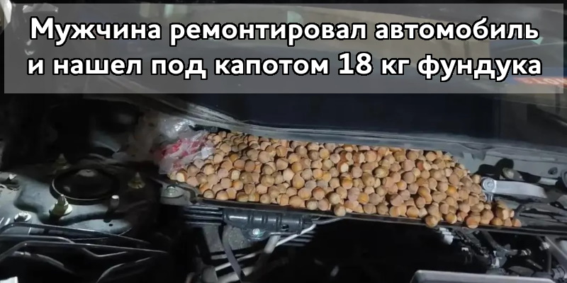 Мужчина попытался починить автомобиль и нашел под капотом 18 кг фундука